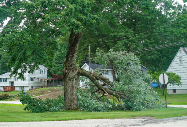 Best Tree Removal Cost  in Ilco, WA